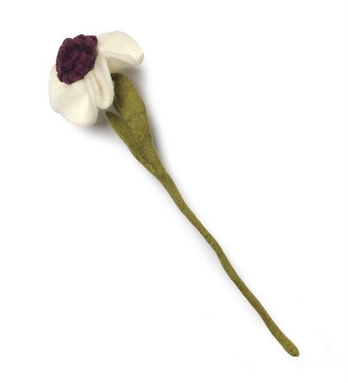 Christmas Rose, White